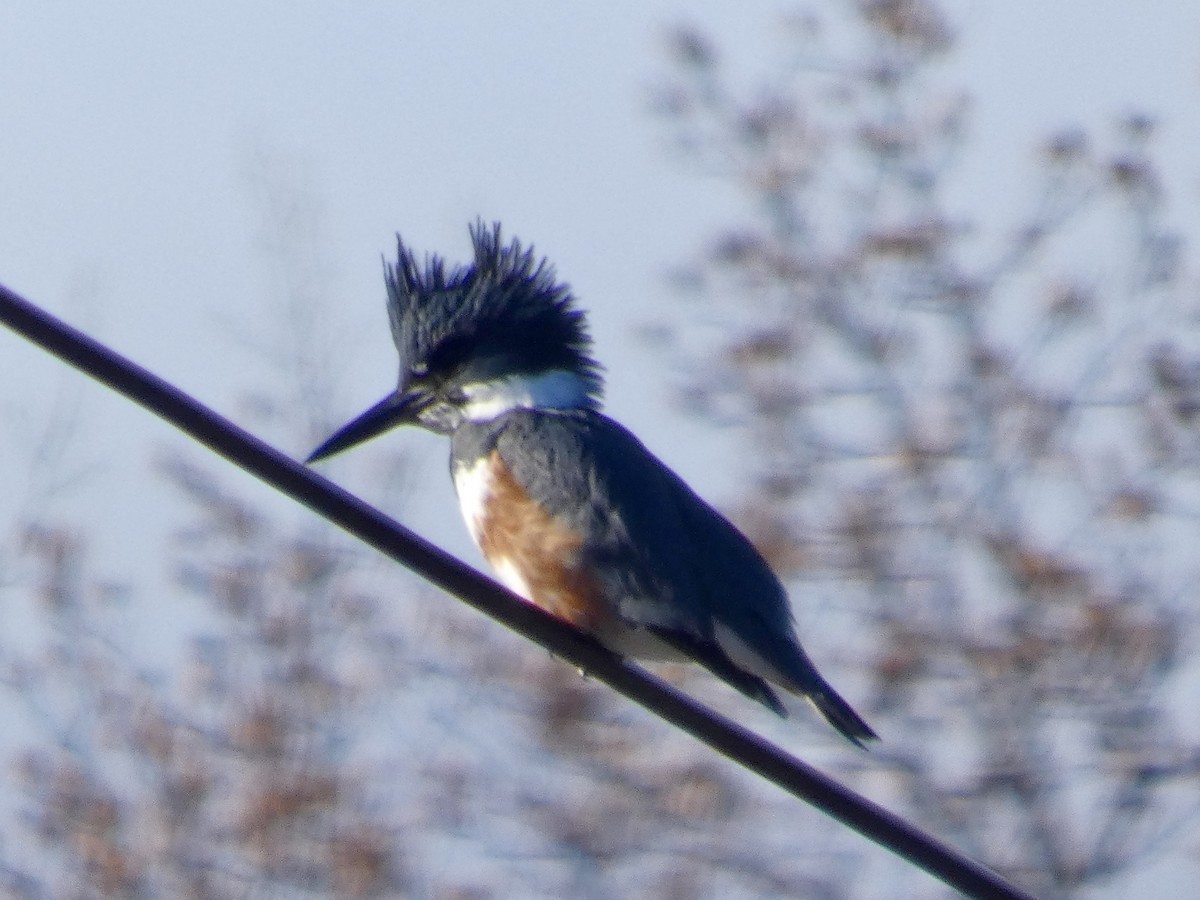 Belted Kingfisher - ML645279296
