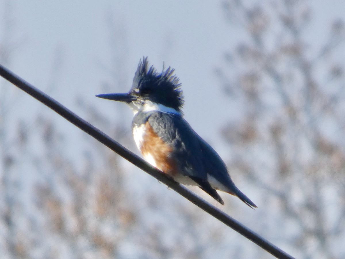 Belted Kingfisher - ML645279297
