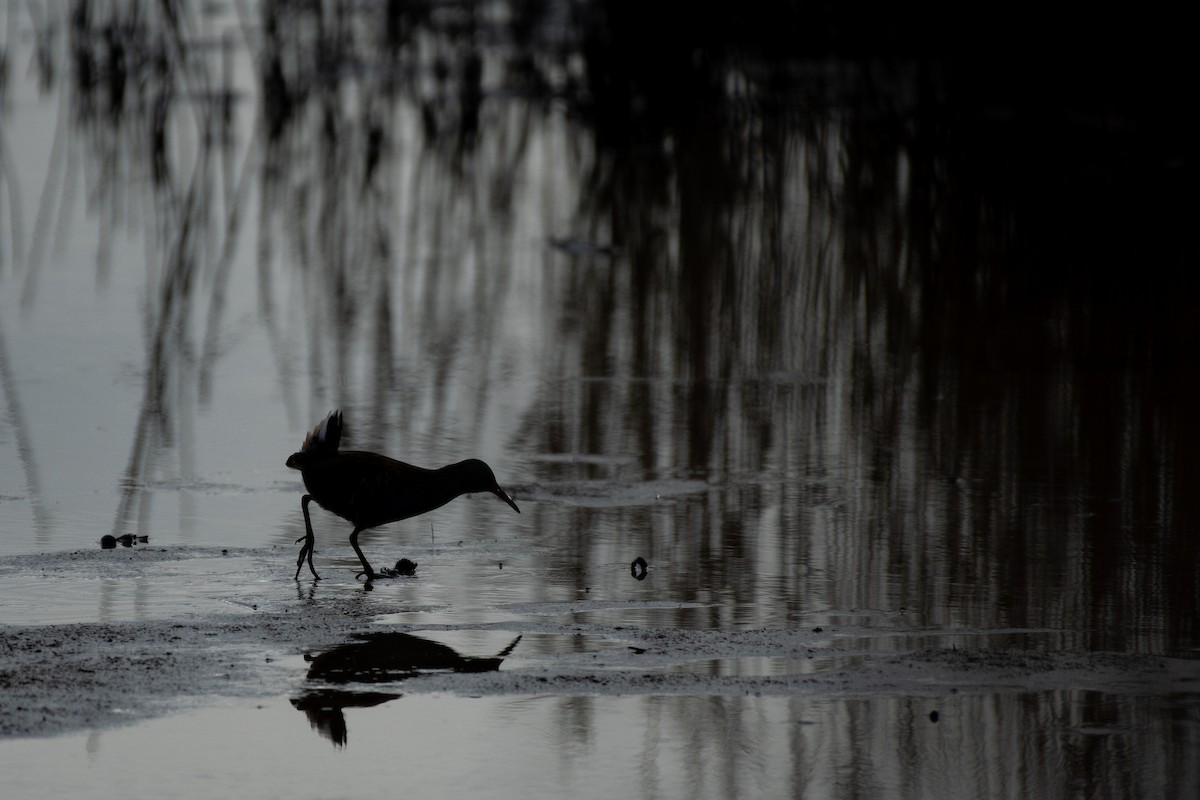 Water Rail - ML645279303