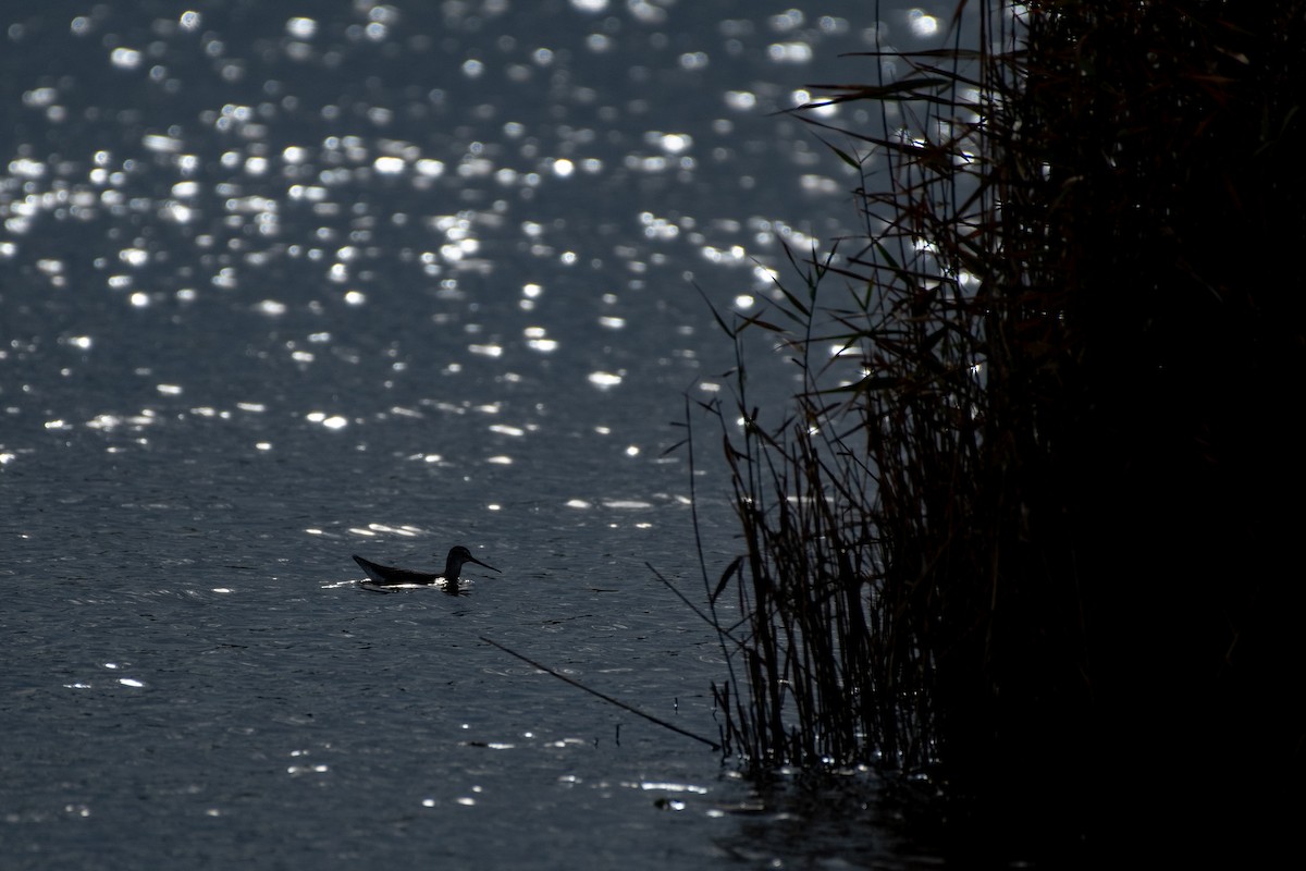 Spotted Redshank - ML645279305