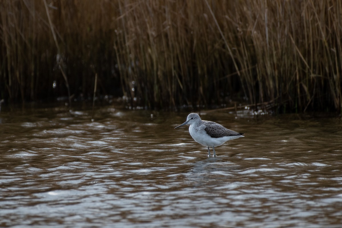 Common Greenshank - ML645279310
