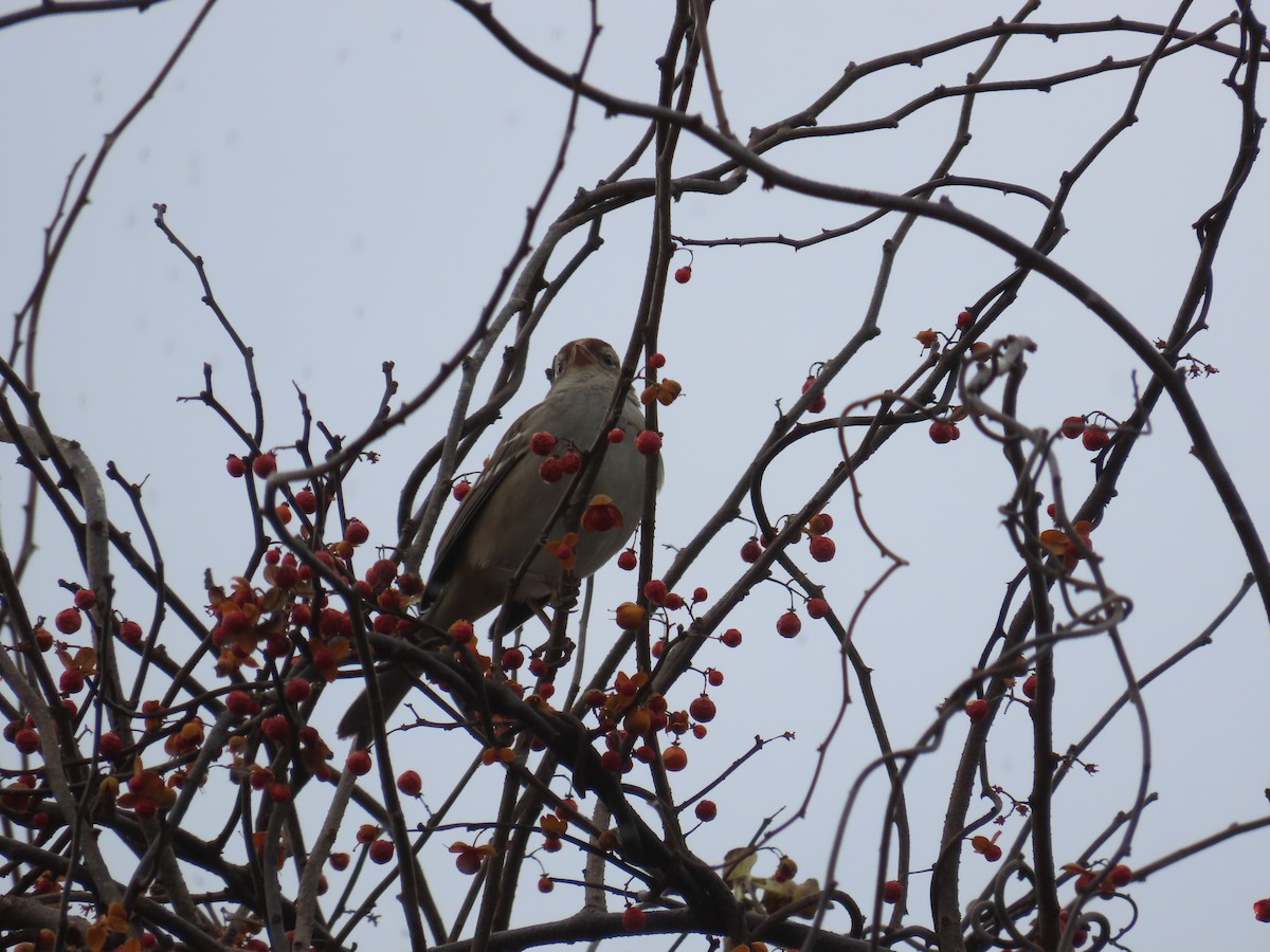 White-crowned Sparrow - ML645279315