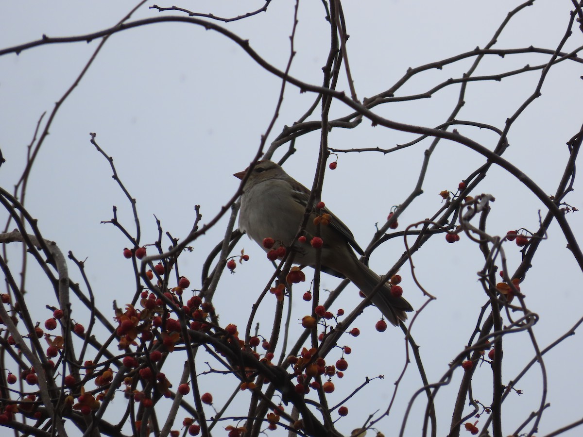 White-crowned Sparrow - ML645279317