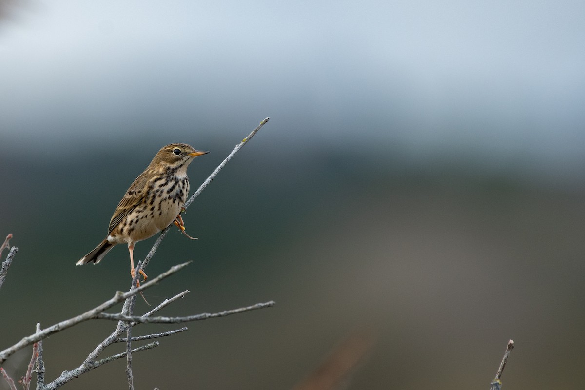 Meadow Pipit - ML645279318
