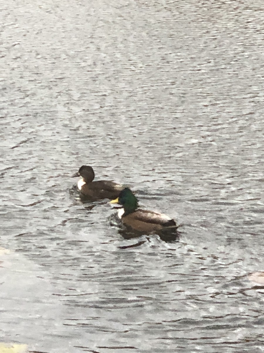 Кряква (Одомашенного типа) - ML645279320