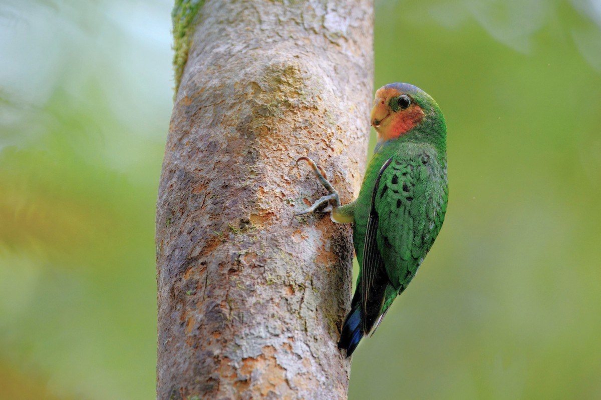 Red-breasted Pygmy-Parrot - ML645279322