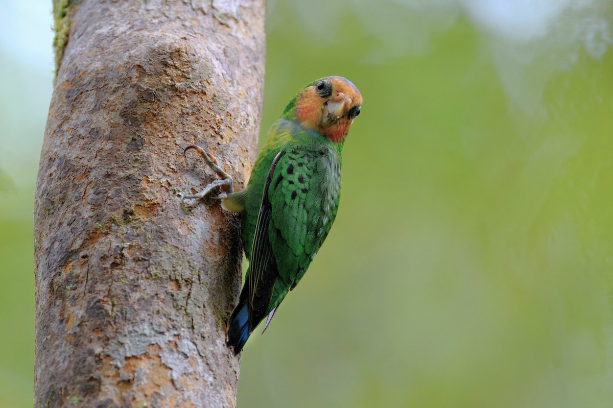 Red-breasted Pygmy-Parrot - ML645279323