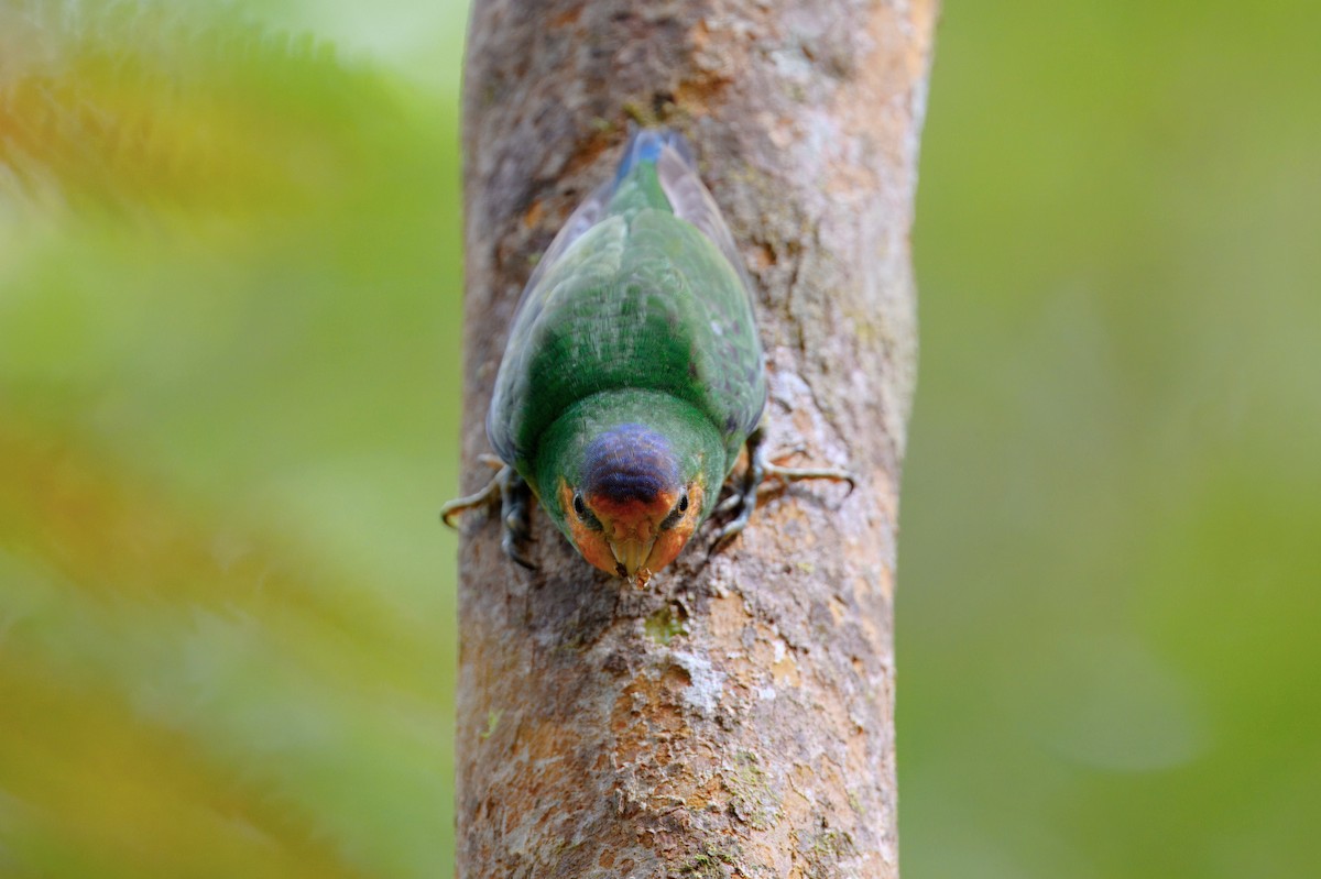 Red-breasted Pygmy-Parrot - ML645279328