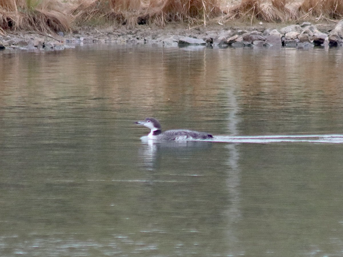 Common Loon - ML645279332