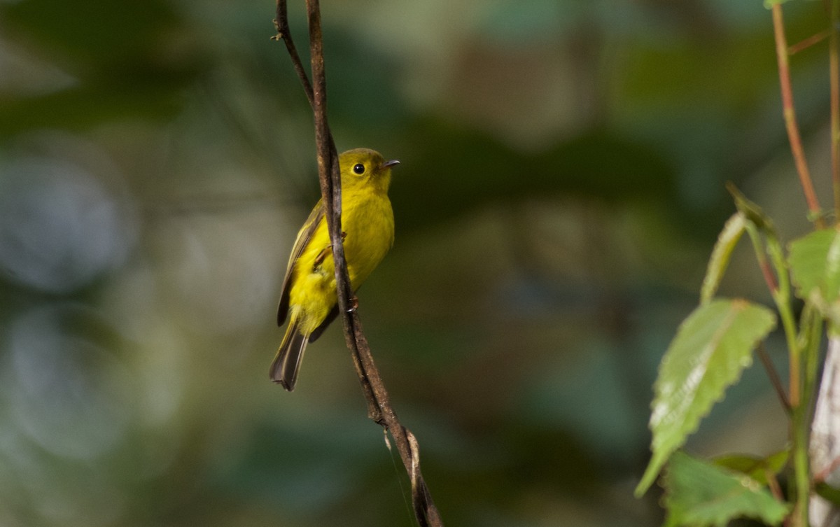 Citrine Canary-Flycatcher - ML645279333