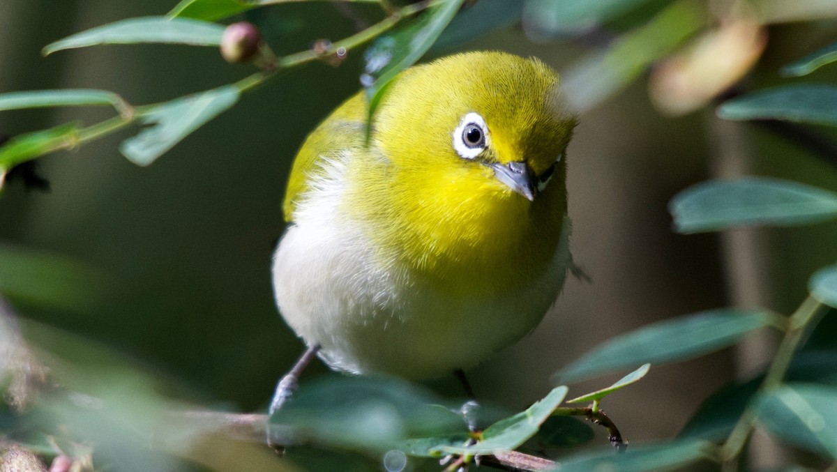 Warbling White-eye - ML645279350