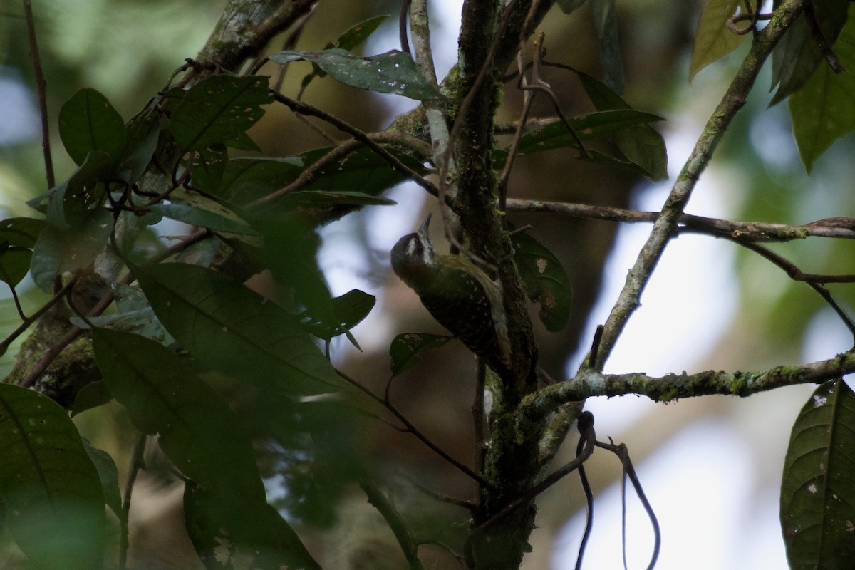 strakapoud celebeský - ML645279359