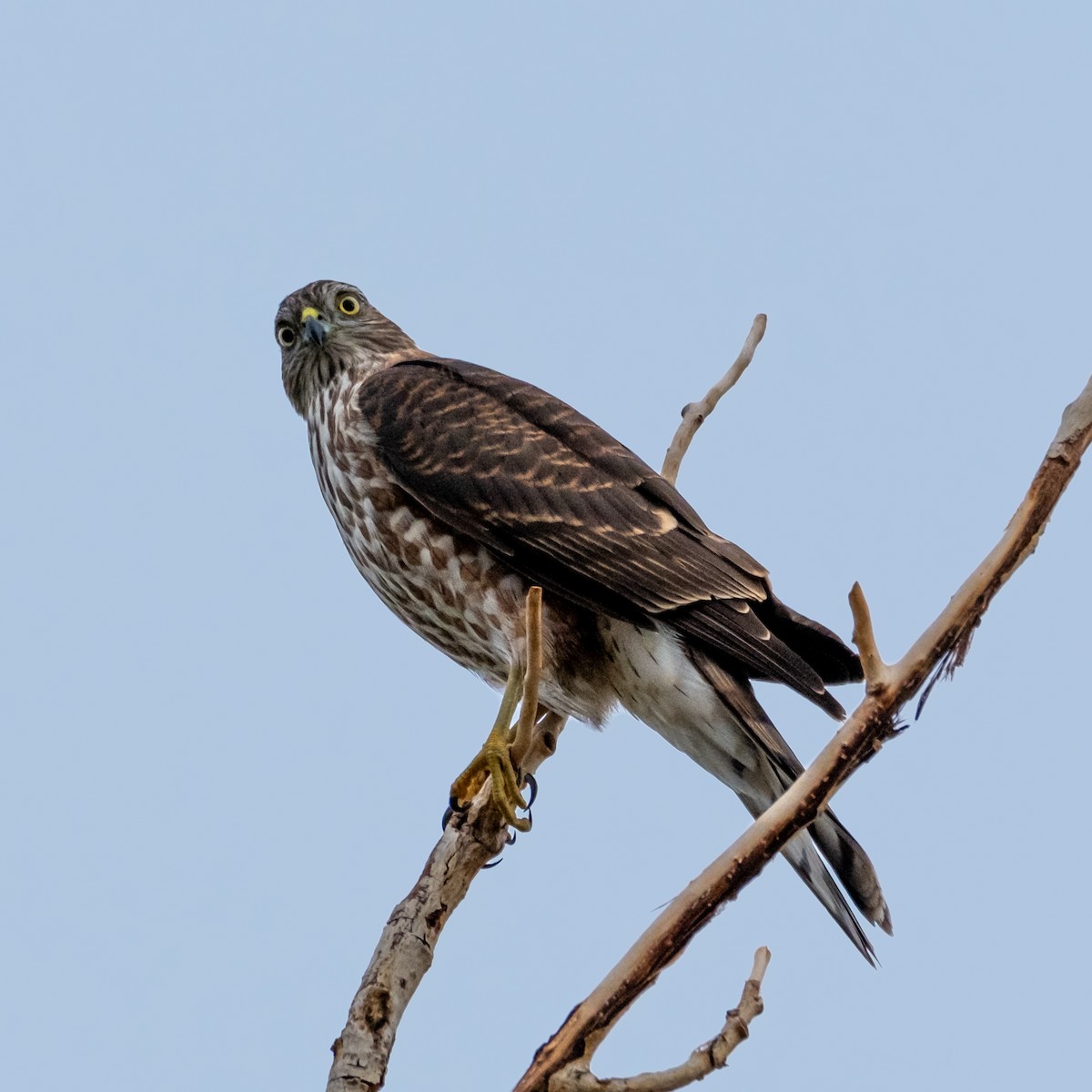 Sharp-shinned Hawk - ML645279361