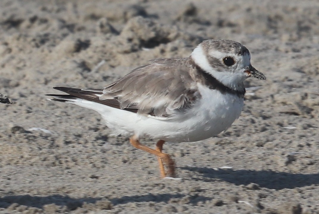 Piping Plover - ML645279368