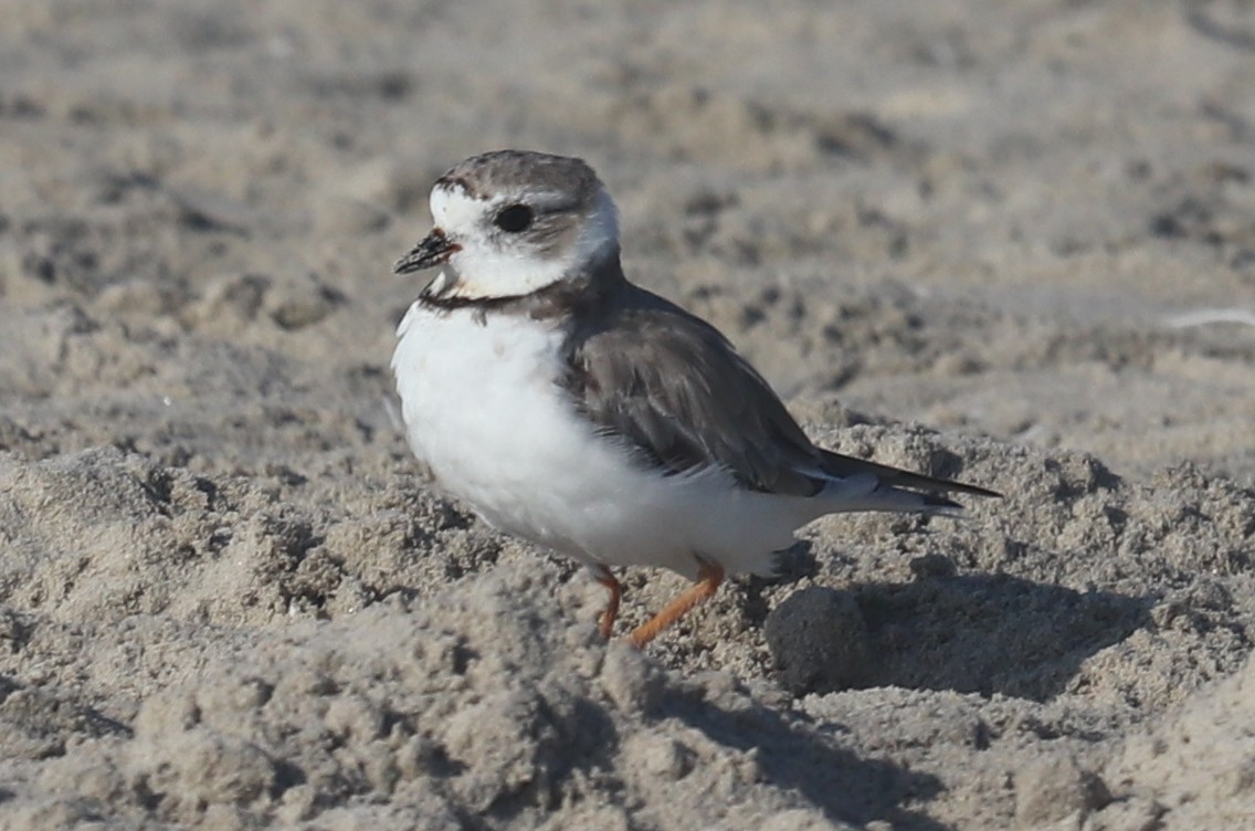 Piping Plover - ML645279369