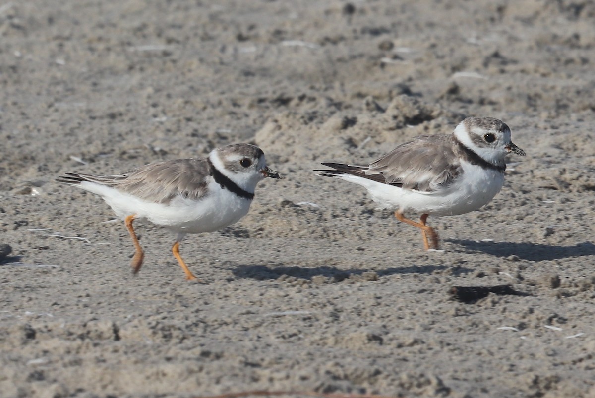 Piping Plover - ML645279370