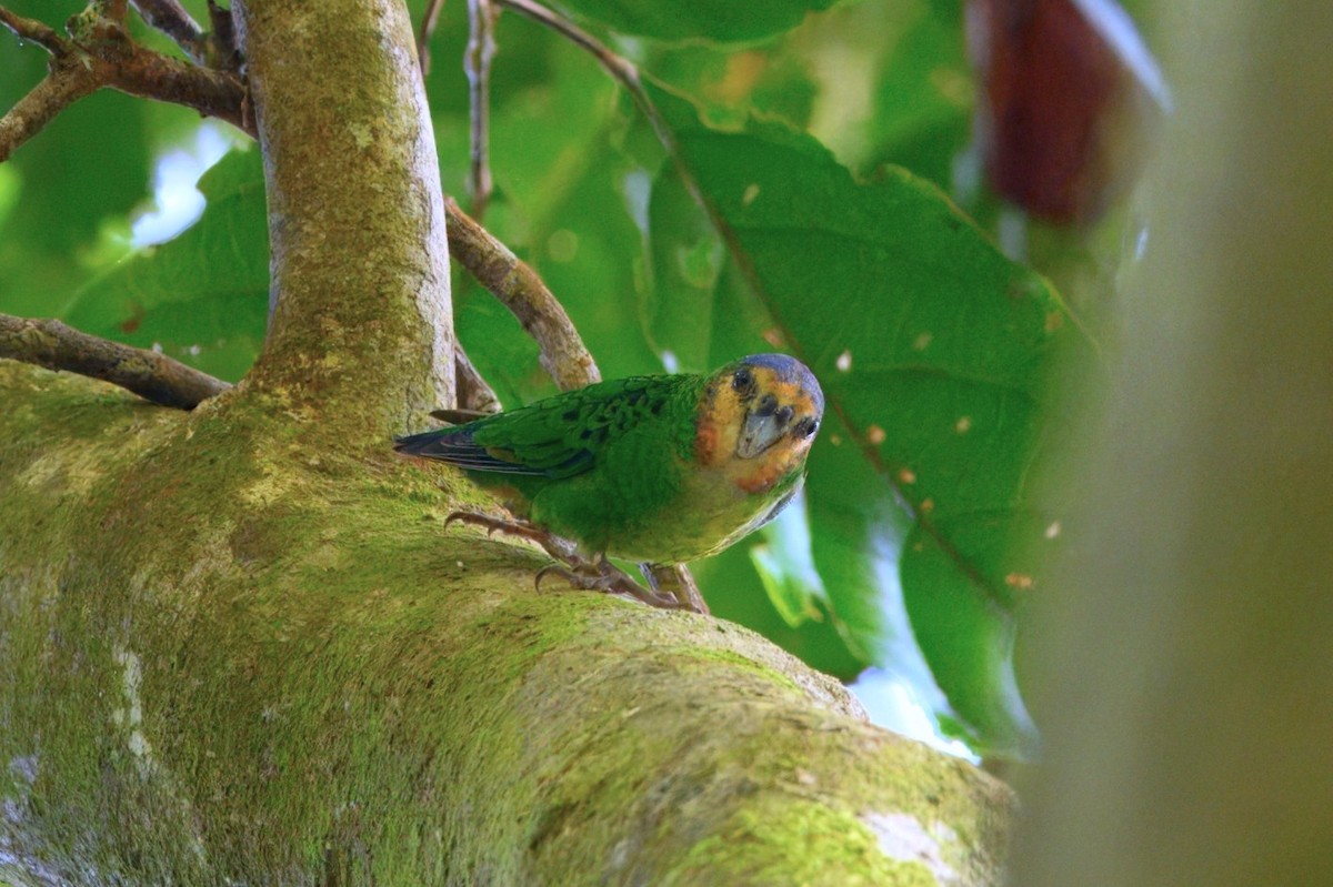 Red-breasted Pygmy-Parrot - ML645279375