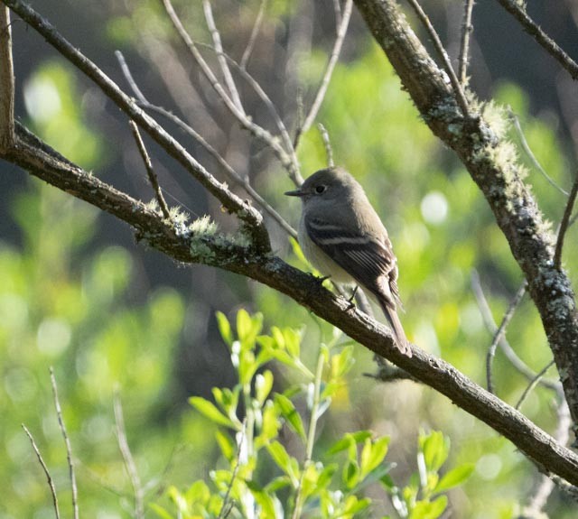 Hammond's Flycatcher - ML645279387