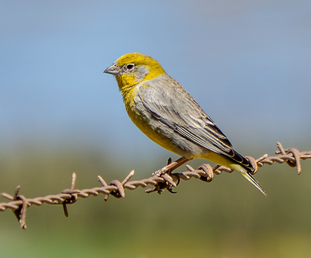 キゴシキンノジコ - ML645279390