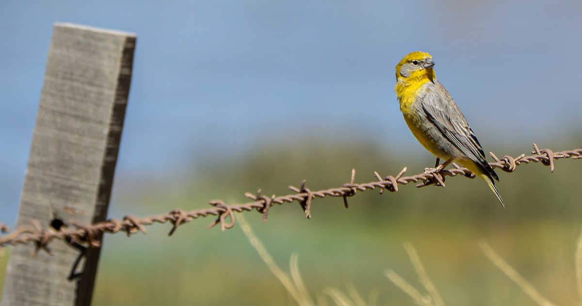 キゴシキンノジコ - ML645279391