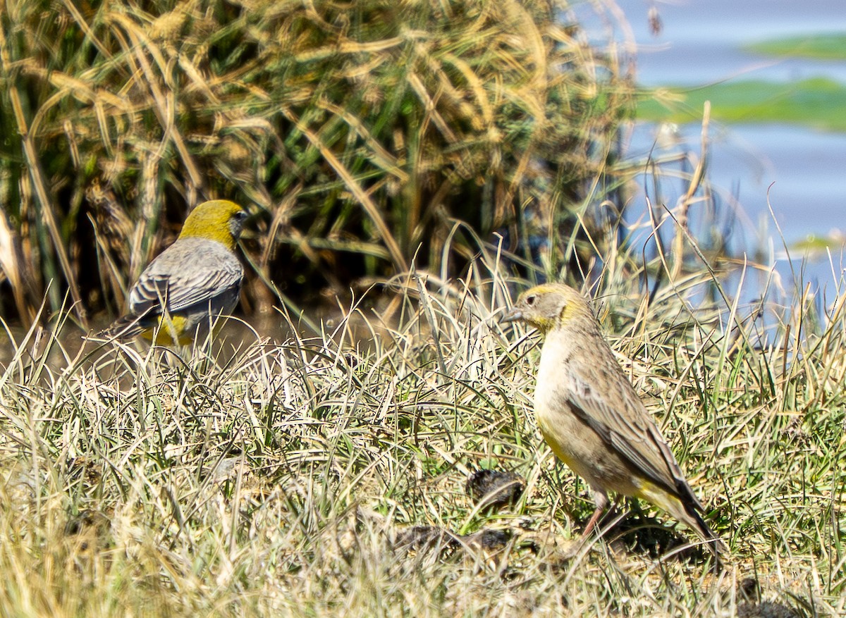 キゴシキンノジコ - ML645279392