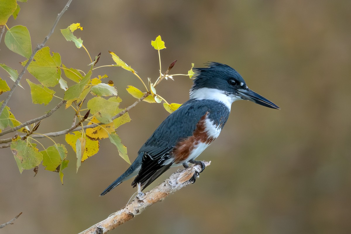 Belted Kingfisher - ML645279393