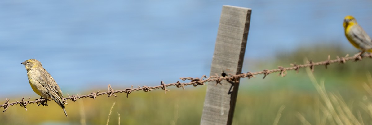 キゴシキンノジコ - ML645279394