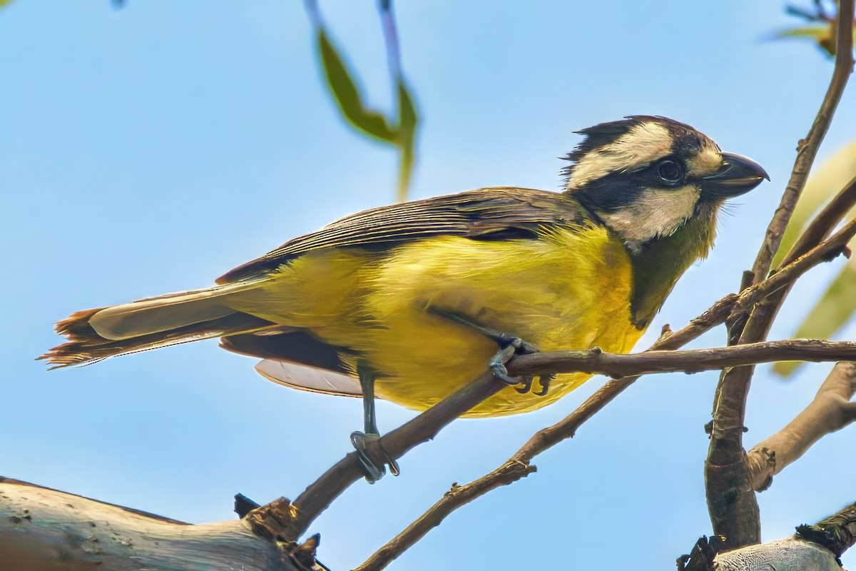 Eastern Shrike-tit - ML645279399
