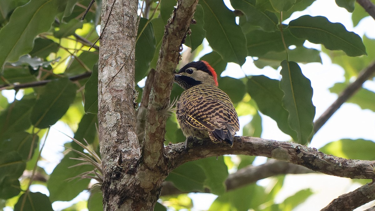 Grünbindenspecht - ML645279409