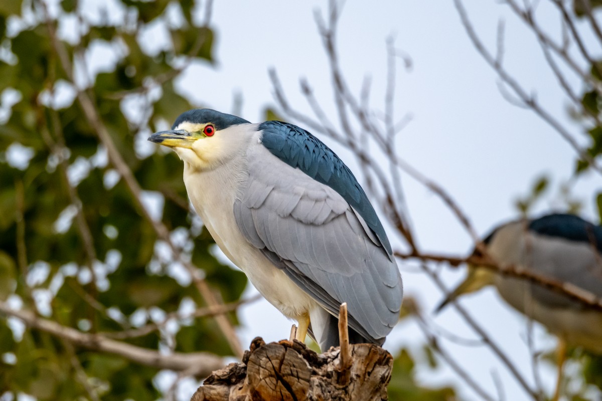 Ногоовор зашин - ML645279423