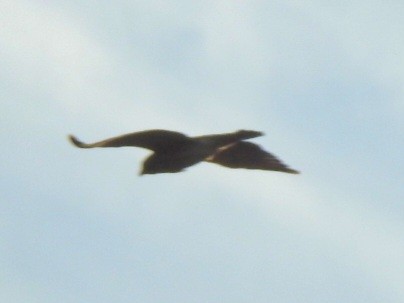 タカ科 - ML645279427