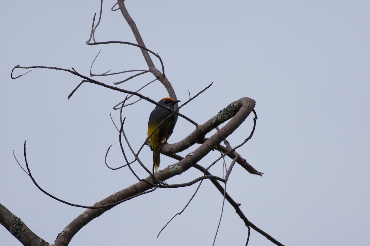 Fiery-browed Myna - ML645279429