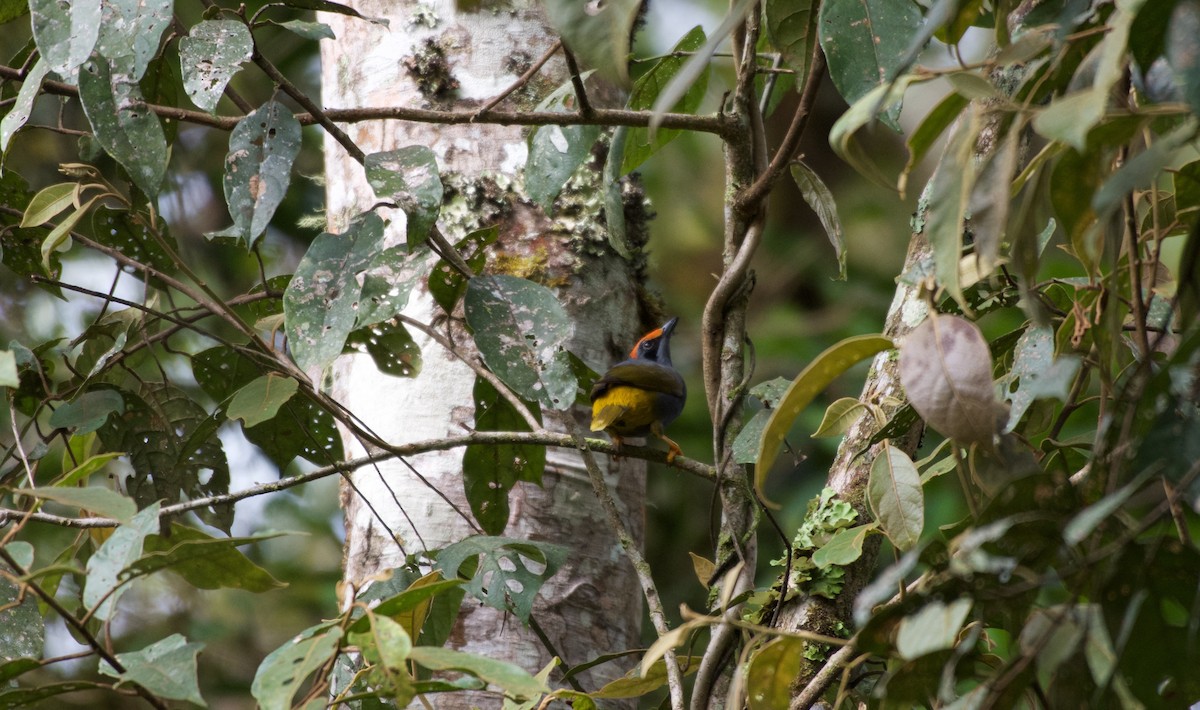 Fiery-browed Myna - ML645279430