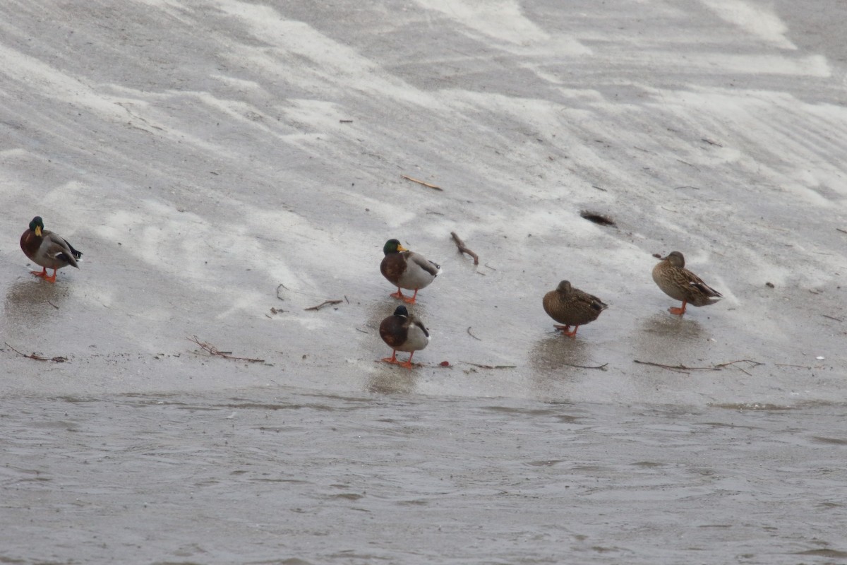 Кряква - ML645279439