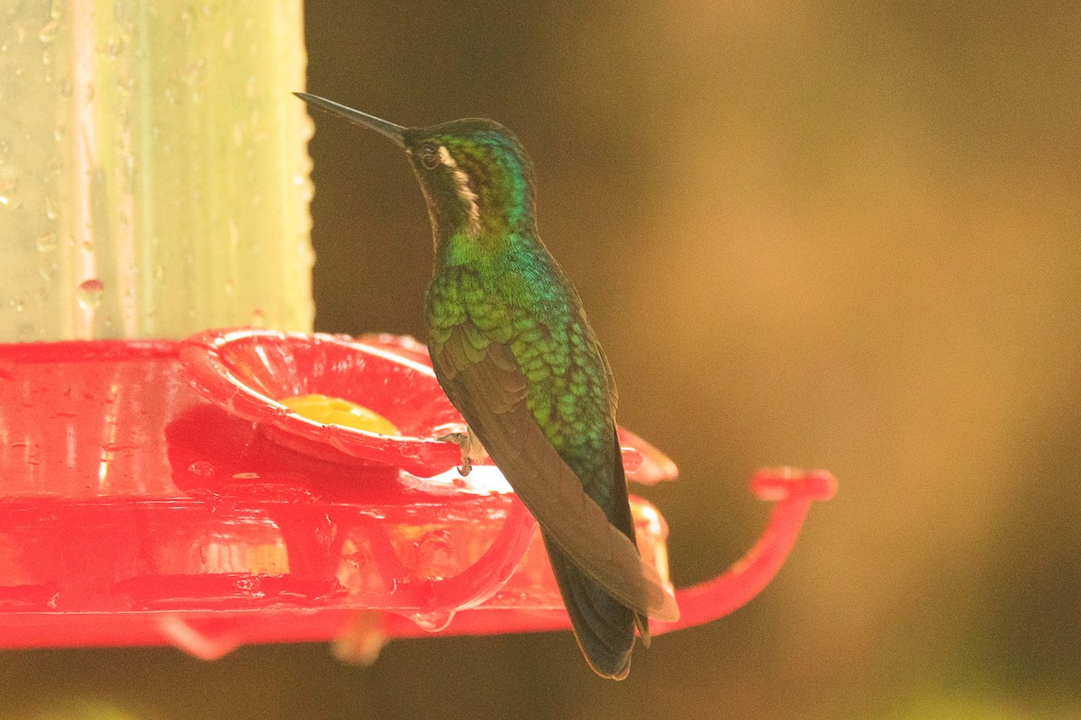 Purple-throated Mountain-gem - ML645279440