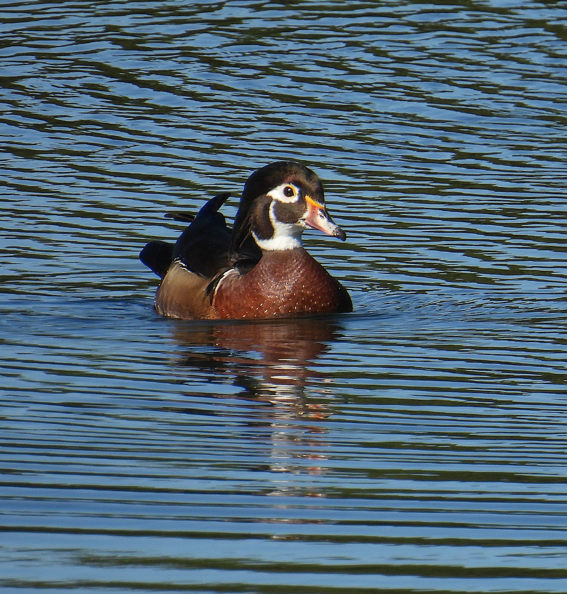 Ahate karolinarra - ML645279446