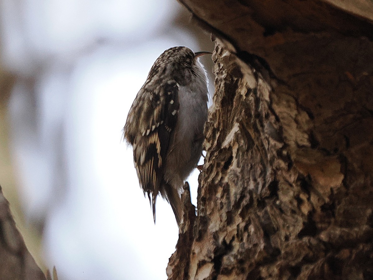 Brown Creeper - ML645279451