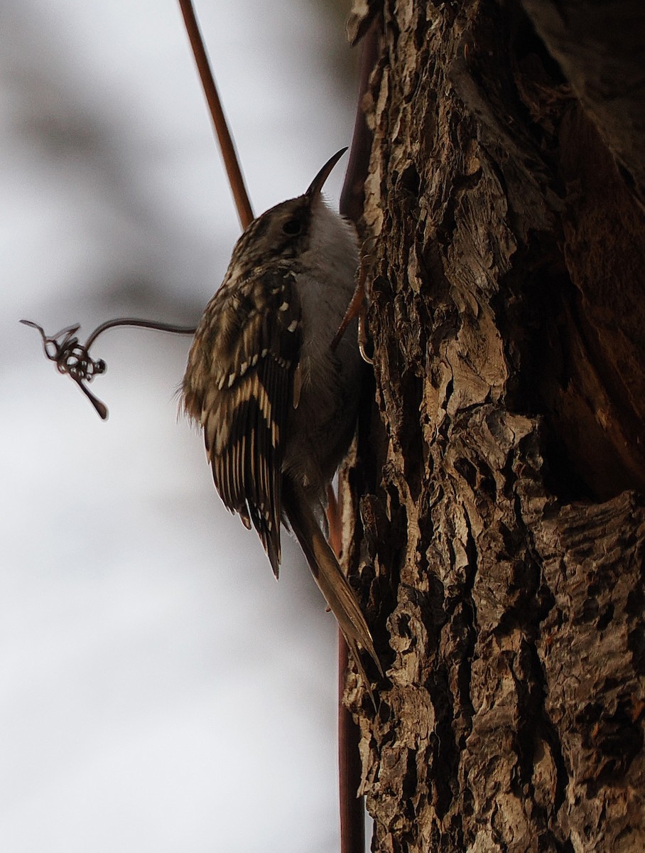 Brown Creeper - ML645279452