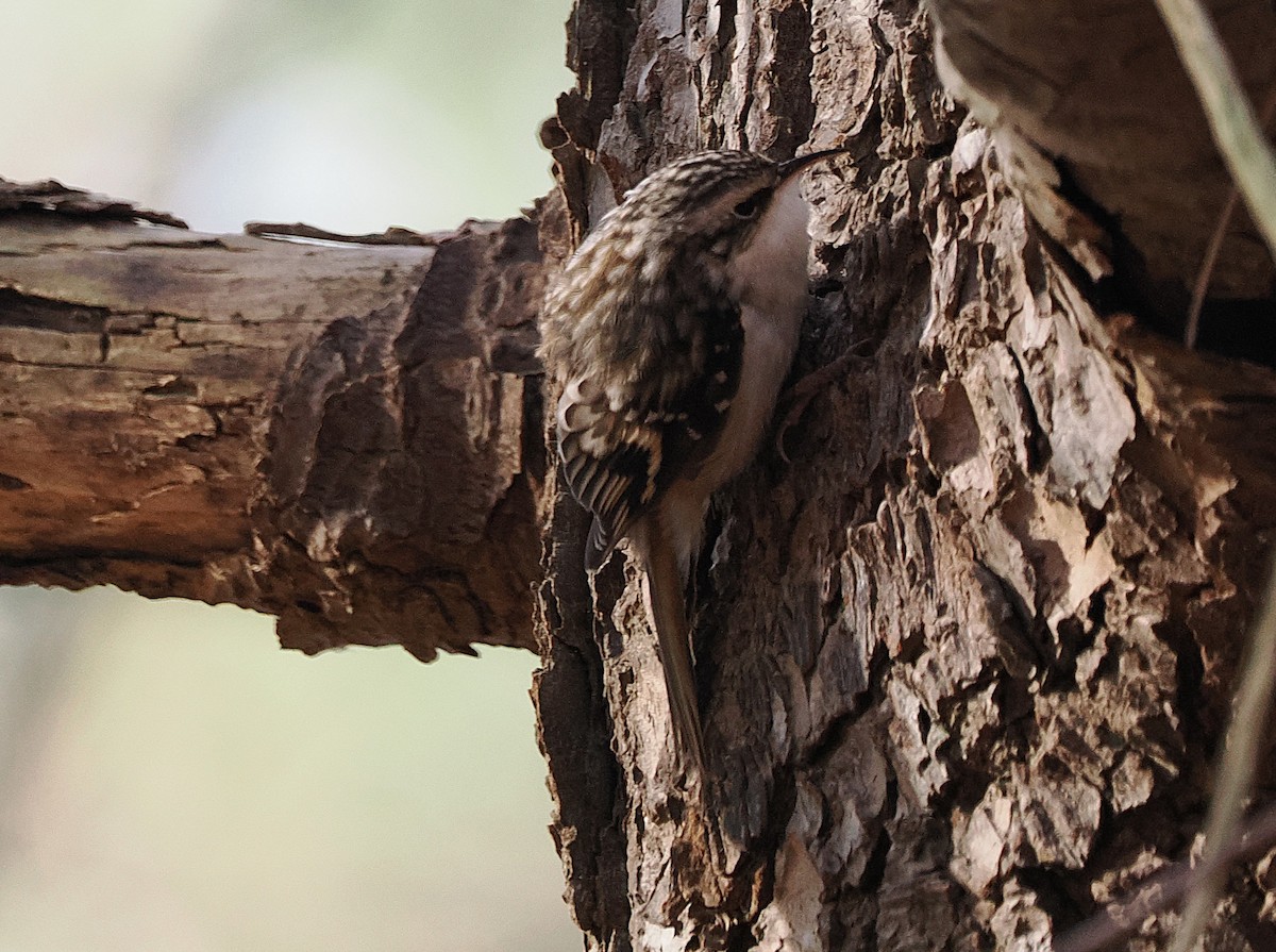 Brown Creeper - ML645279453