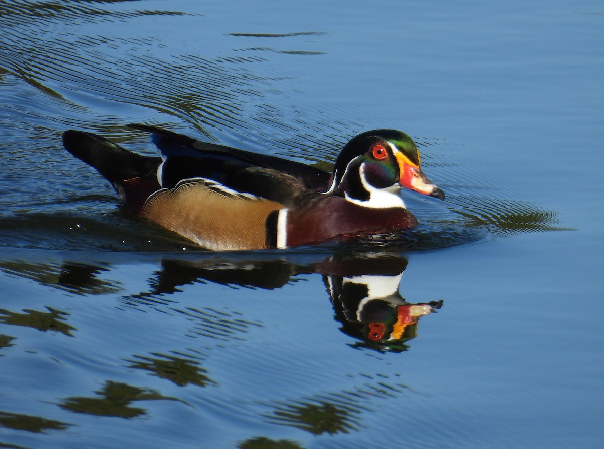 Ahate karolinarra - ML645279456