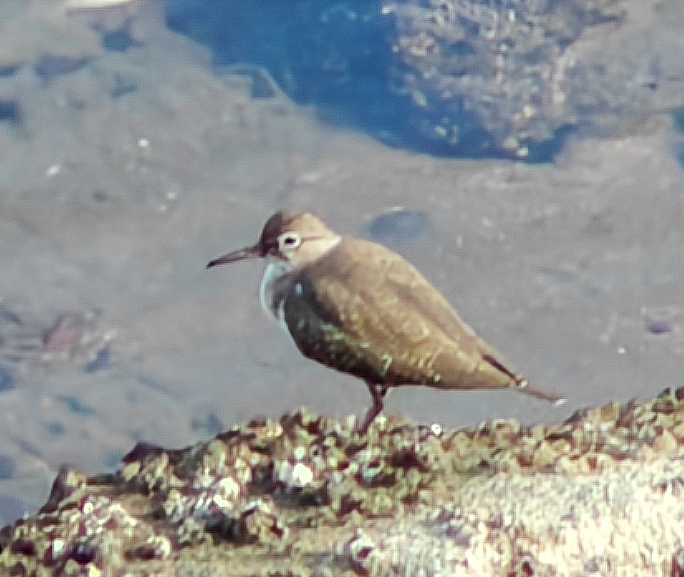 strandsnipe - ML645279465