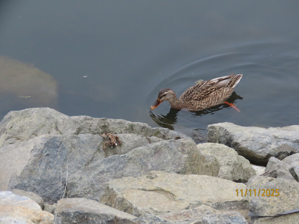 Кряква - ML645279466