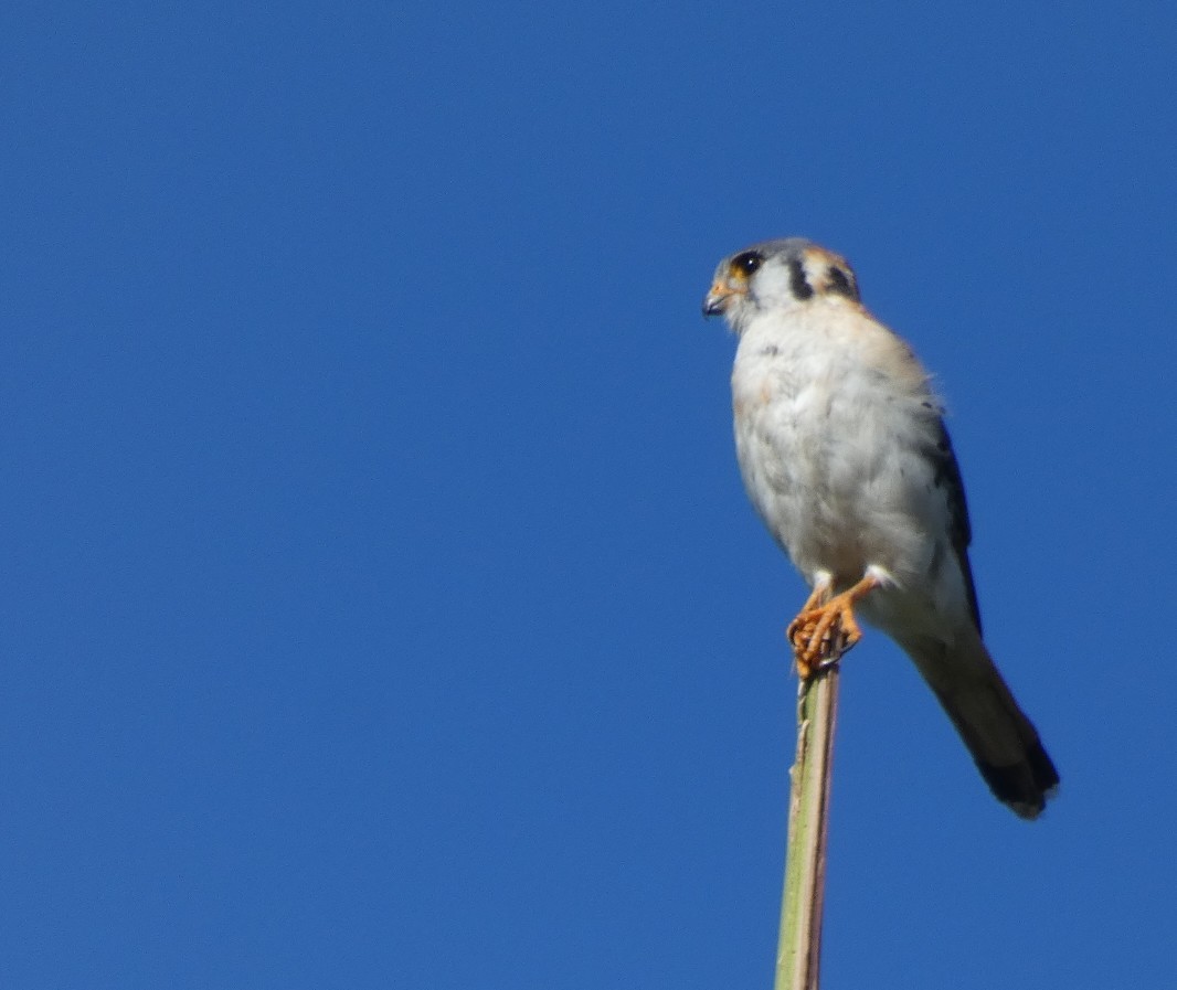 American Kestrel - ML645279475