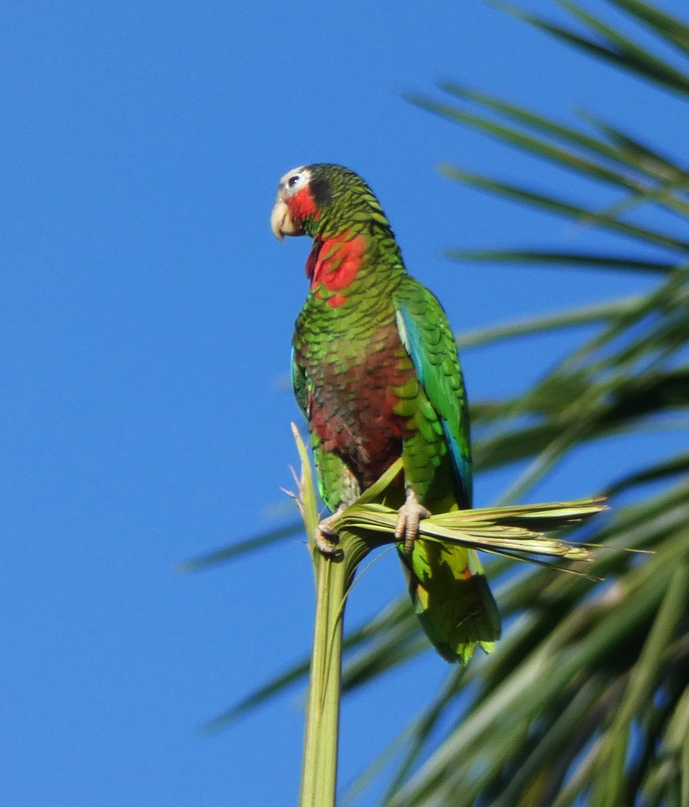 Küba Amazonu - ML645279477