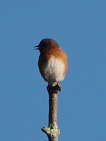 Eastern Bluebird - ML645279480
