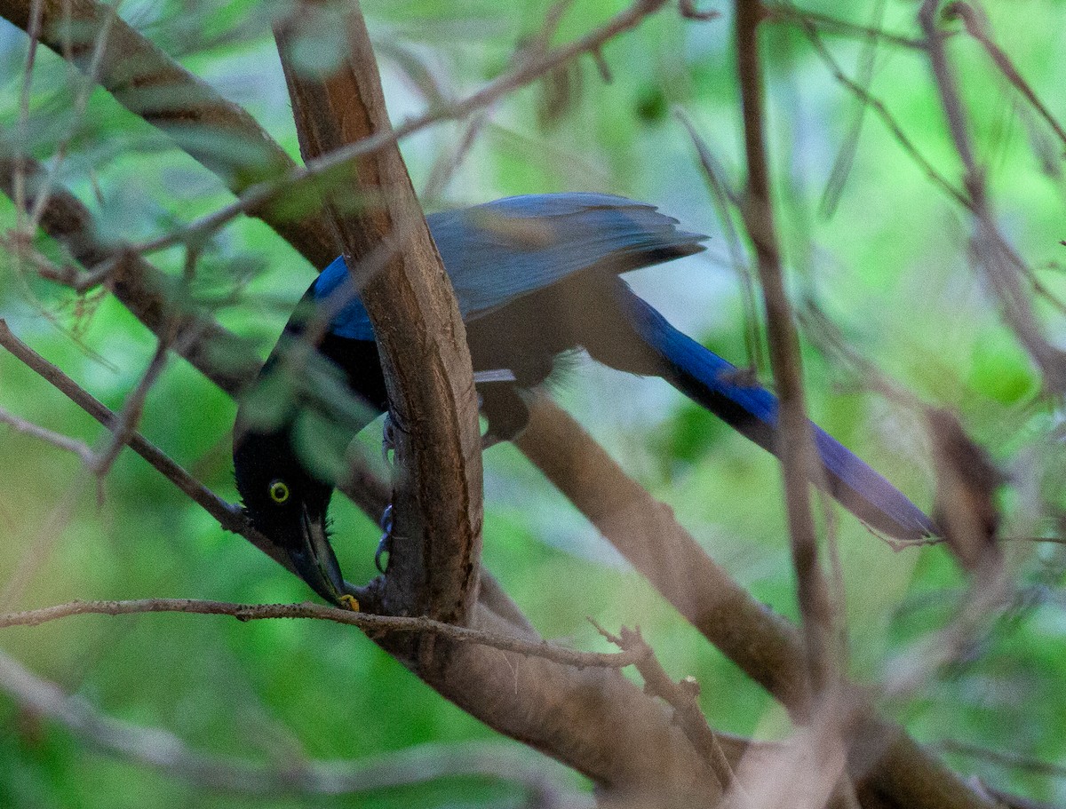 ヌレバカケス - ML645279489