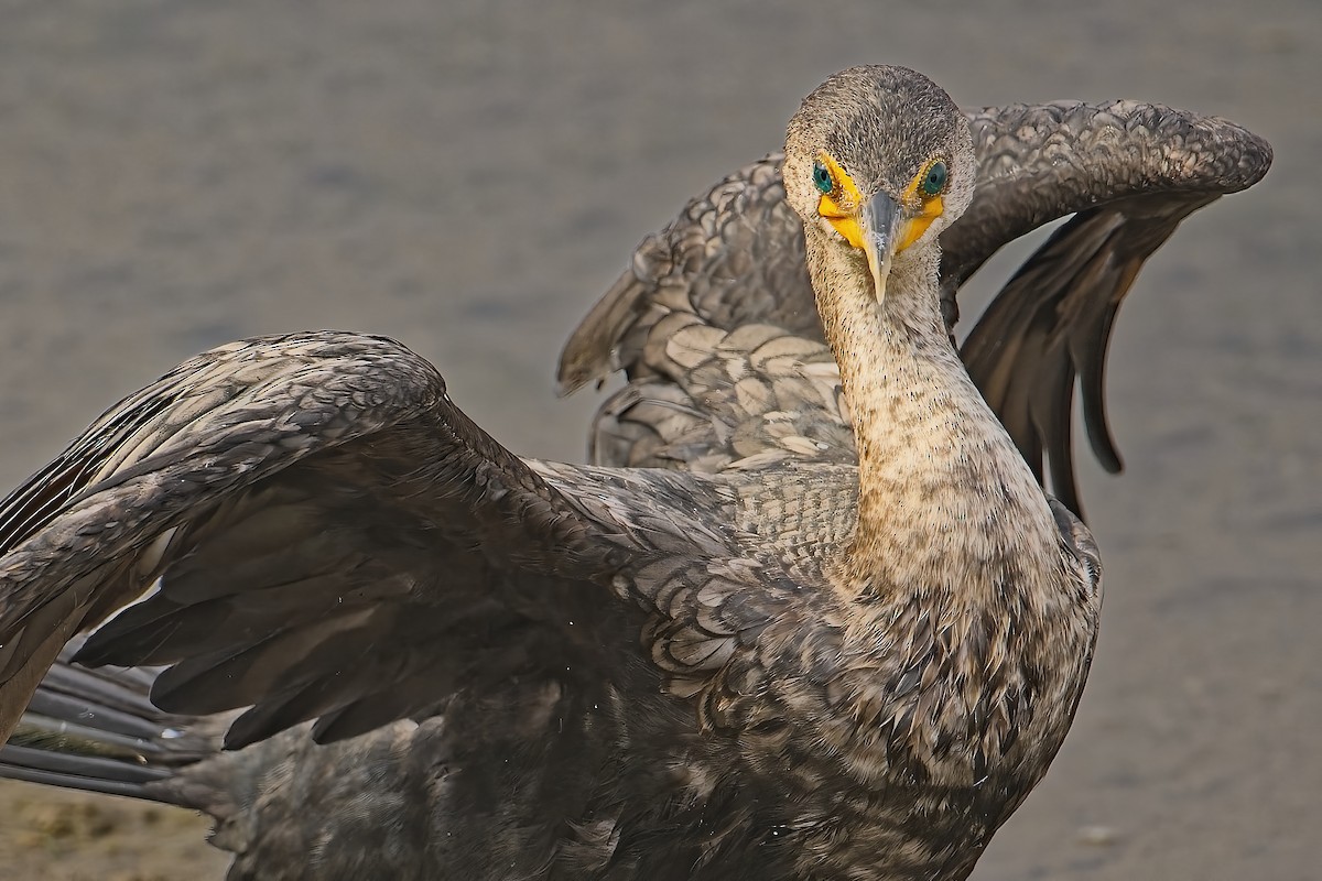 Double-crested Cormorant - ML645279504