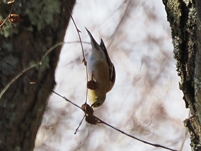 Altın İskete - ML645279511