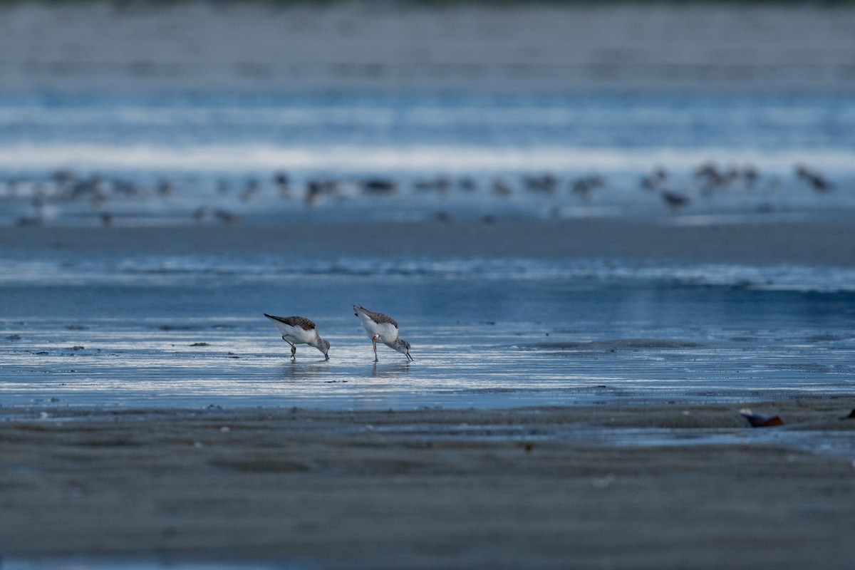 Common Greenshank - ML645279518