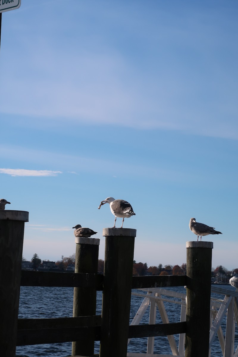 Büyük Kara Sırtlı Martı - ML645279522